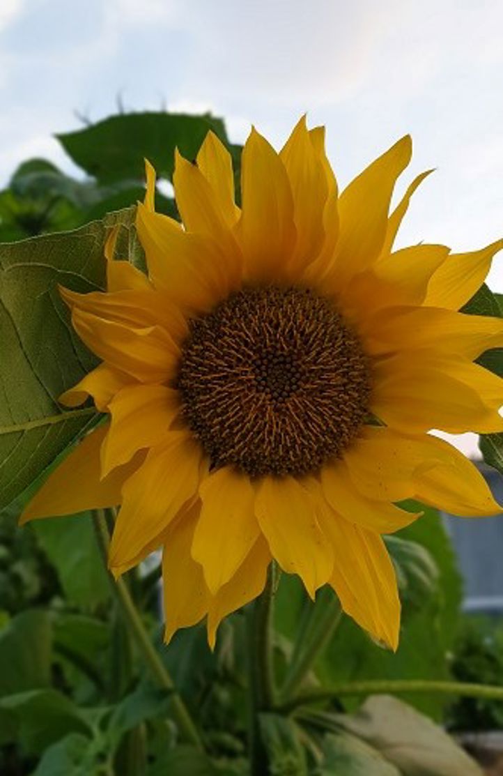 solsikke